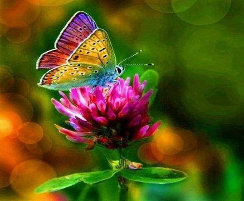 Butterfly on Clover Flower