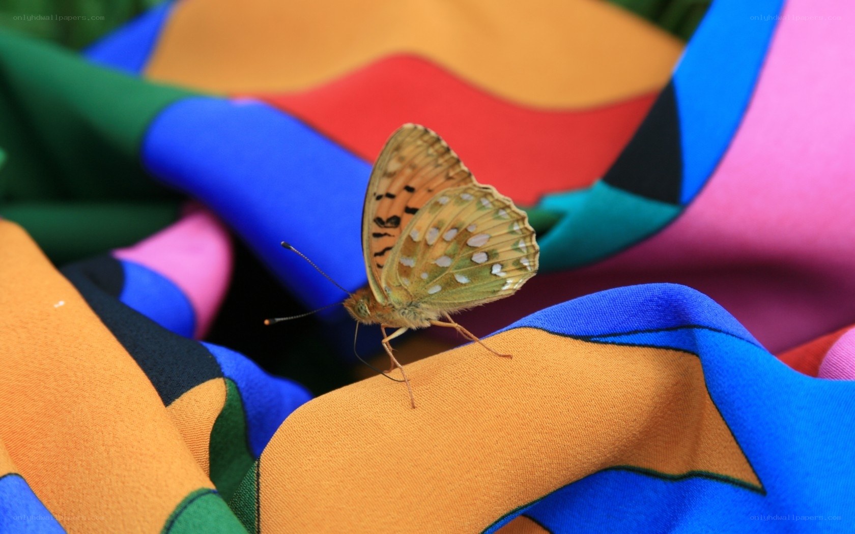 butterfly on colorful fabric