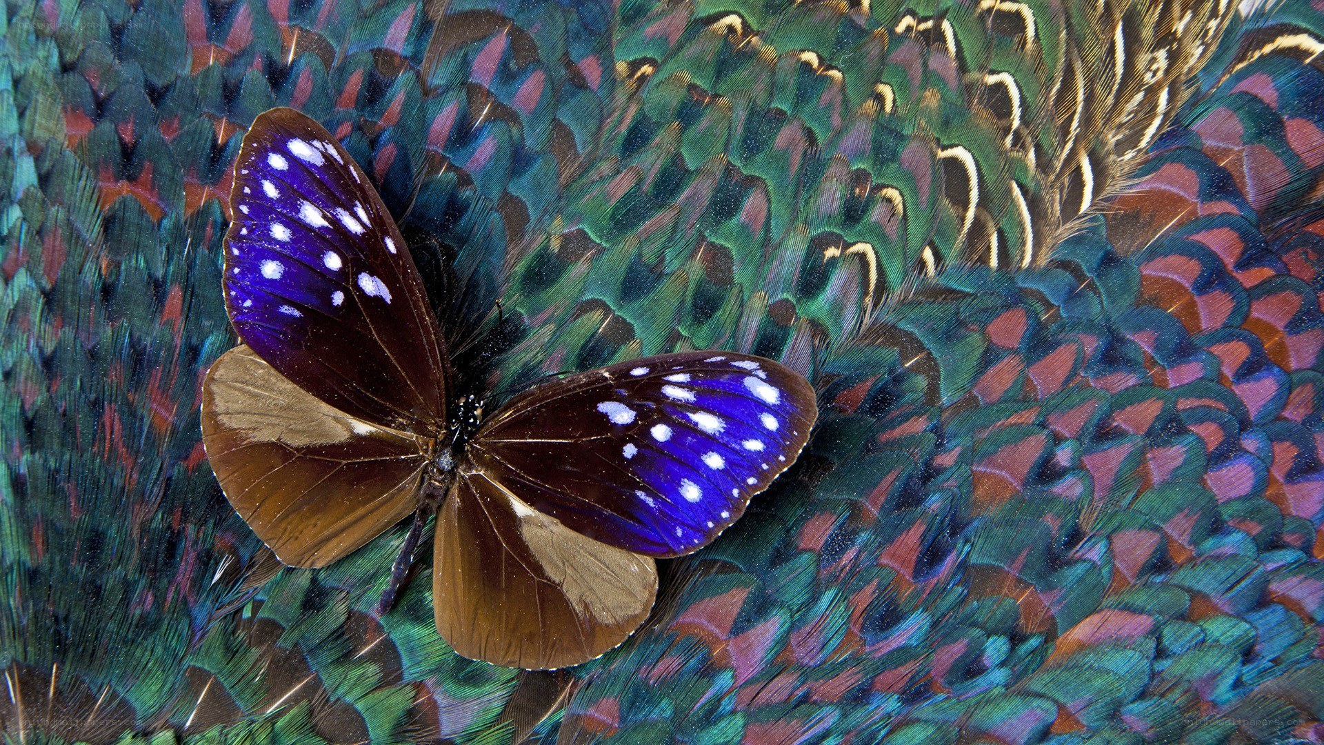 Butterfly on colorful feathers