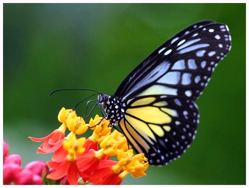 Butterfly on colorful flowers
