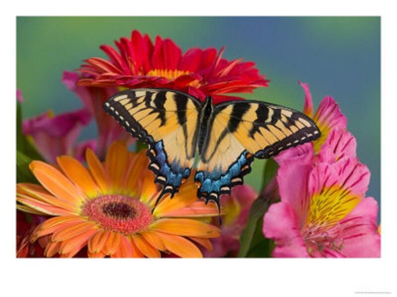 butterfly on colorful flowers