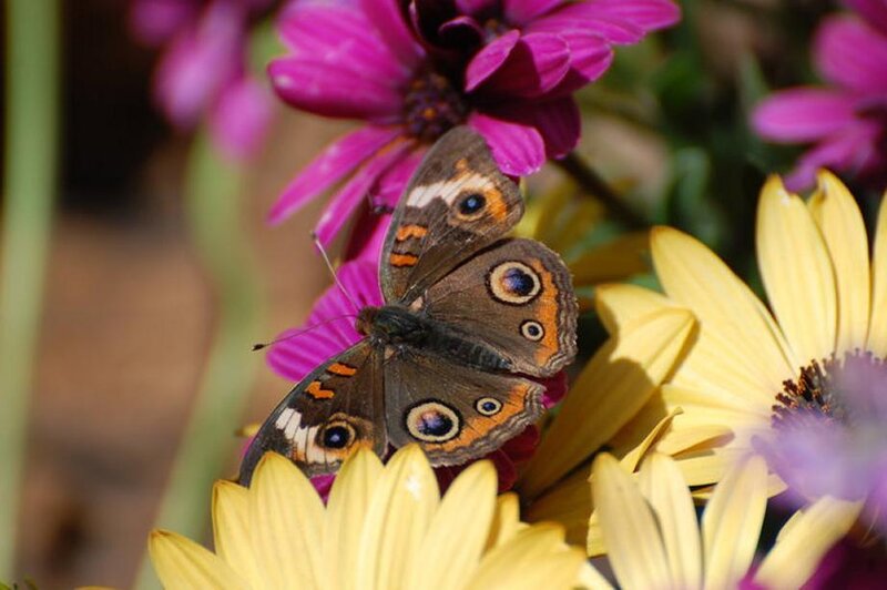 Butterfly on colorful flowers