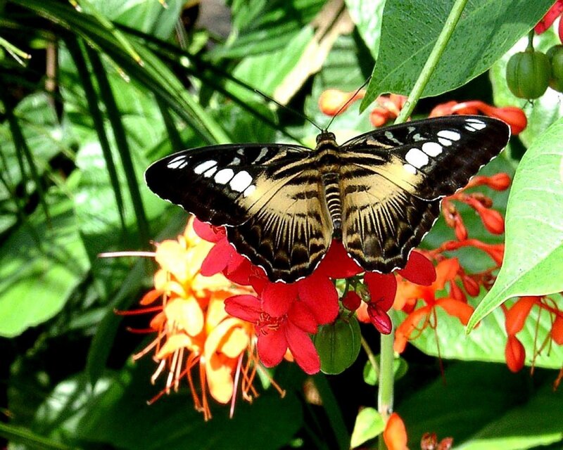 butterfly on colorful flowers