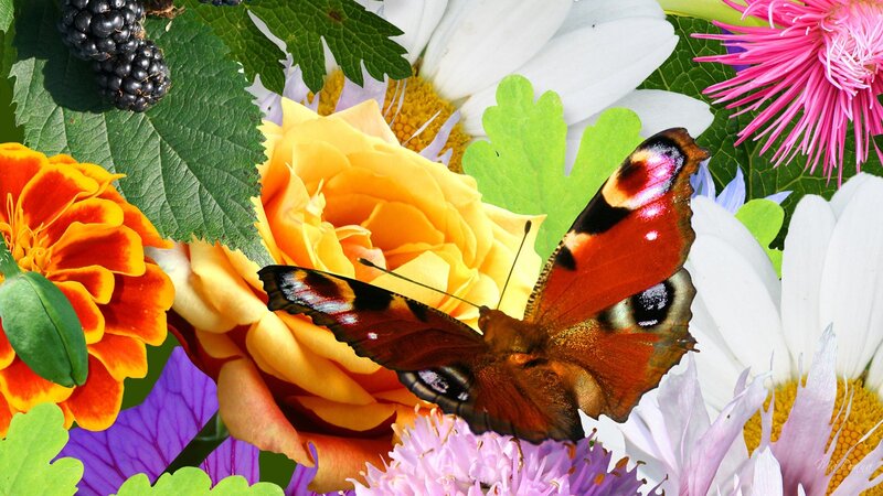 Butterfly on colorful flowers