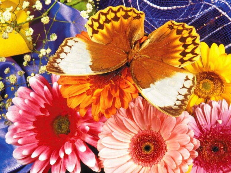 butterfly on colorful flowers