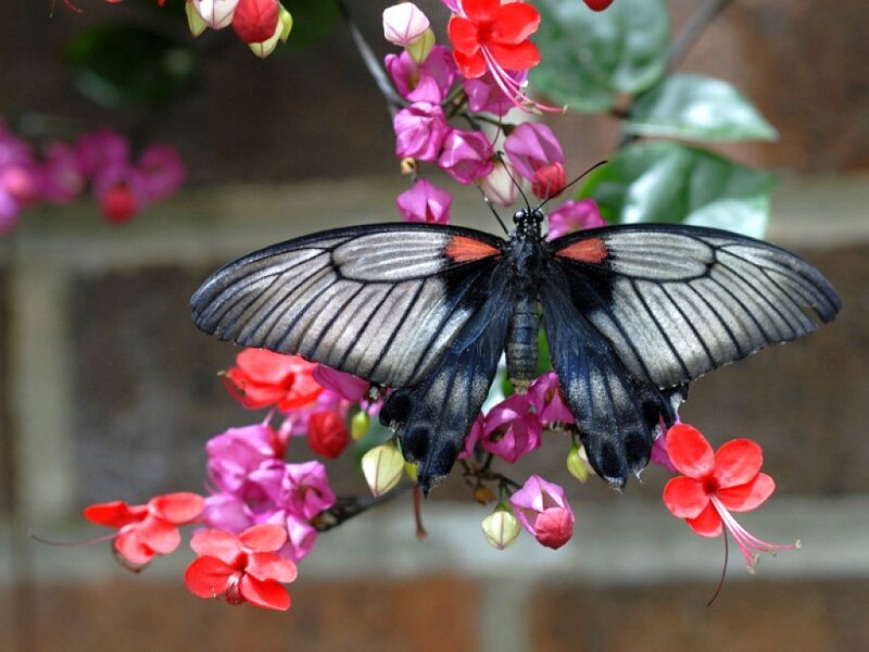 butterfly on colorful flowers