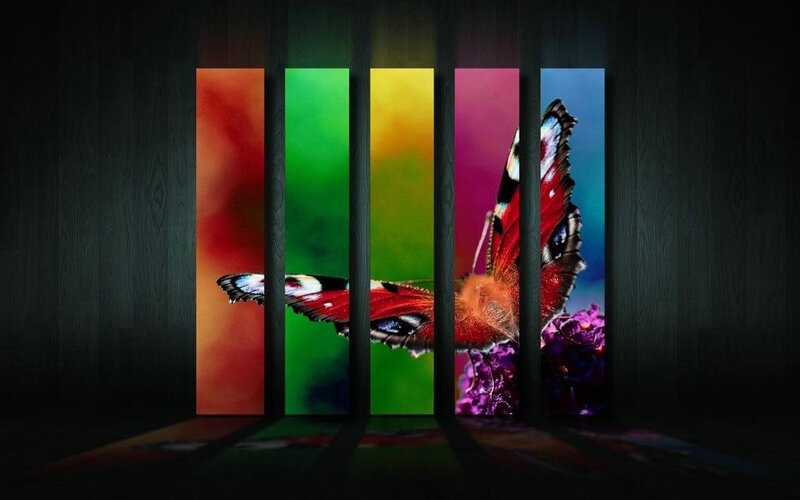 Butterfly on Colorful Panels