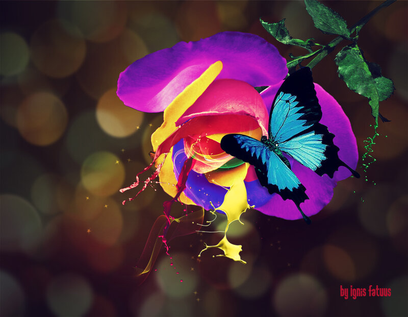 Butterfly on Colorful Rose