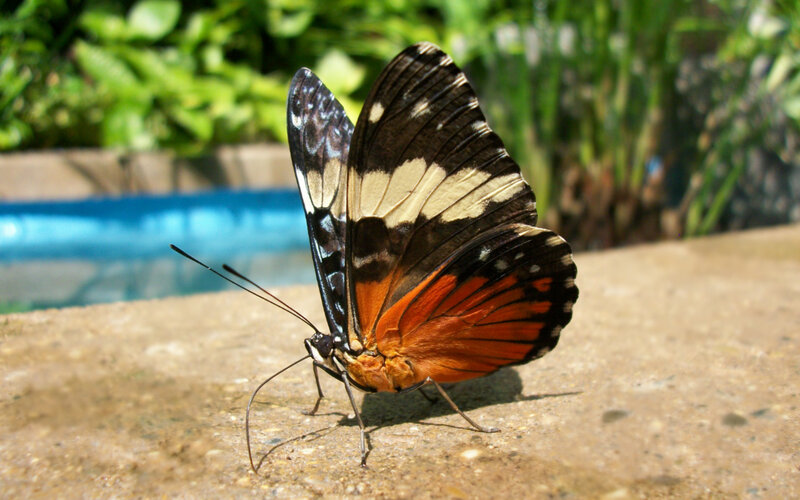 Butterfly on Concrete