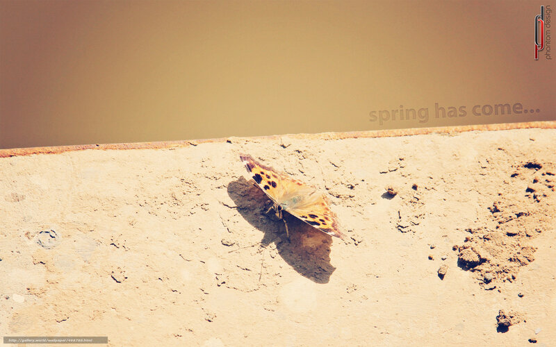 butterfly on concrete wall