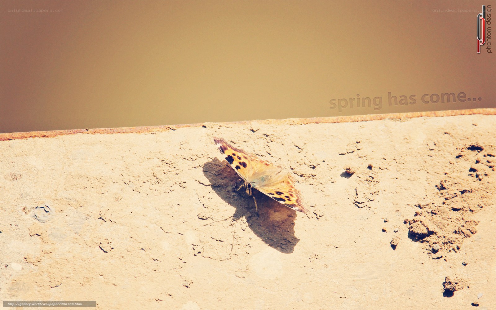butterfly on concrete wall