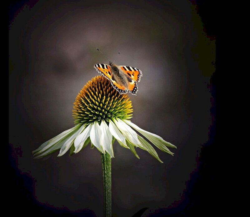 butterfly on coneflower