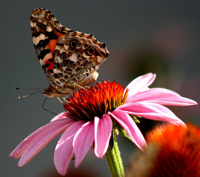Butterfly on Coneflower — Pink, Calm, Afternoon, Photograph, Flower