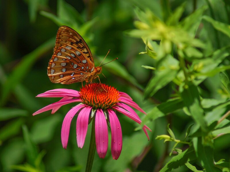 Butterfly on Coneflower — Pink, Calm, Afternoon