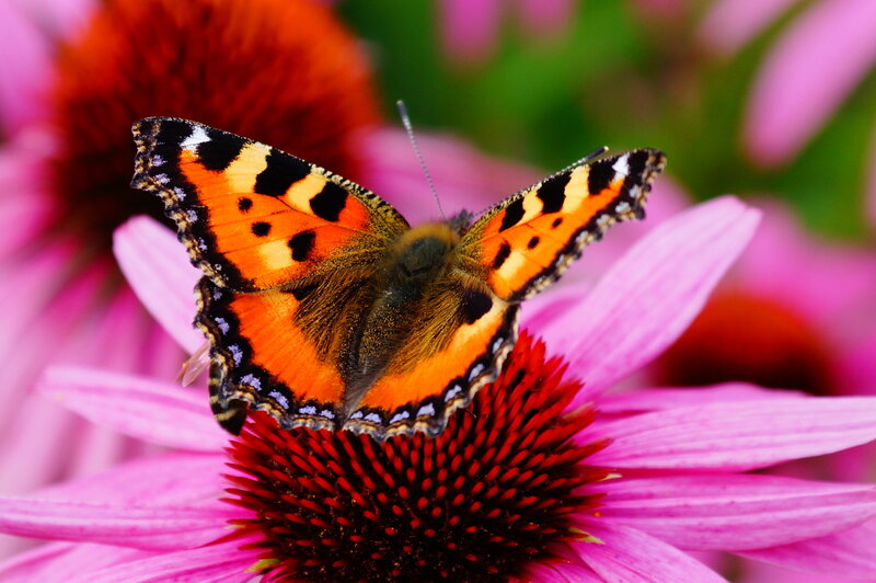 Butterfly on Coneflower — Pink, Calm, Summer, Photograph, Flower
