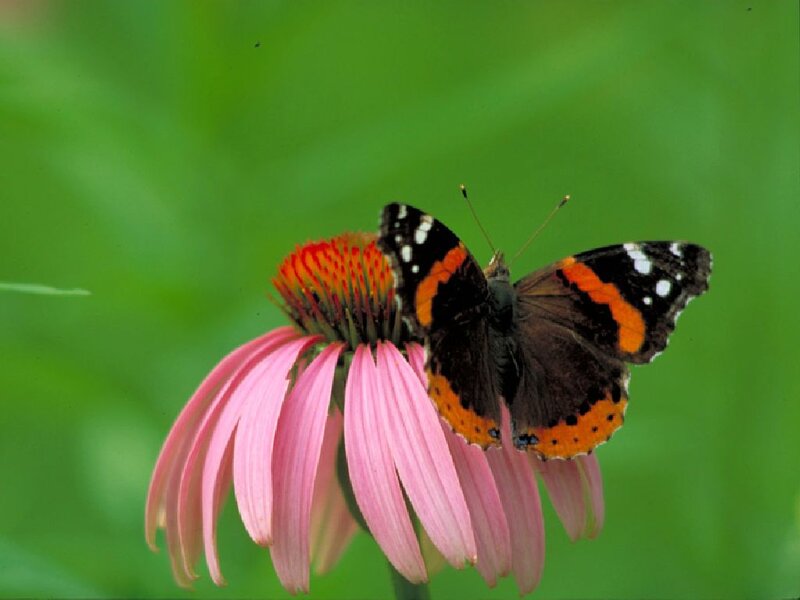 Butterfly on Coneflower — Pink, Calm, Summer