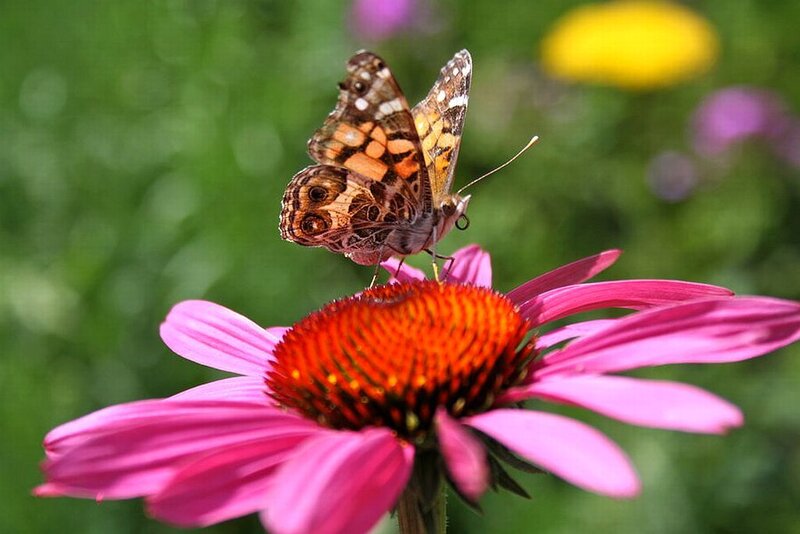 Butterfly on Coneflower — Pink, Calm