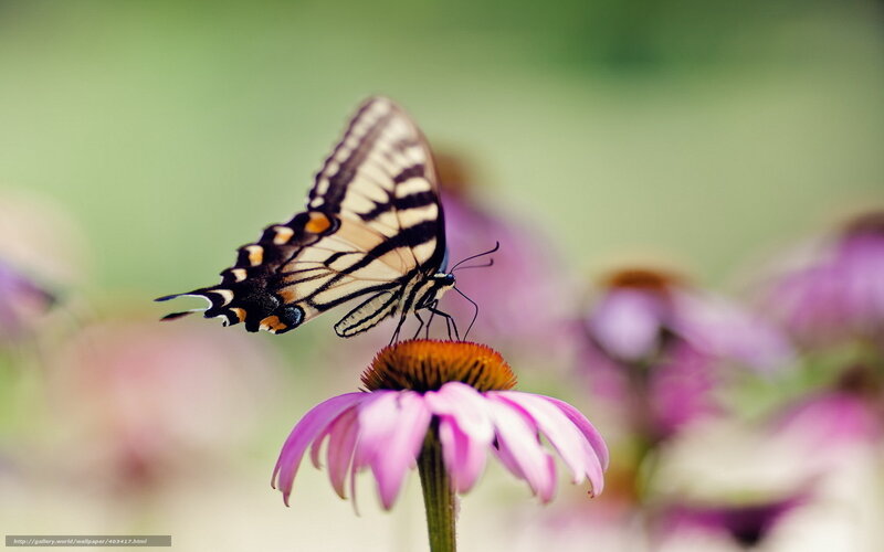 Butterfly on Coneflower — Pink, Serene, Afternoon