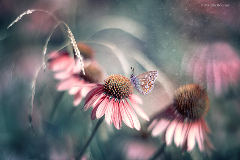 Butterfly on Coneflower — Pink, Serene