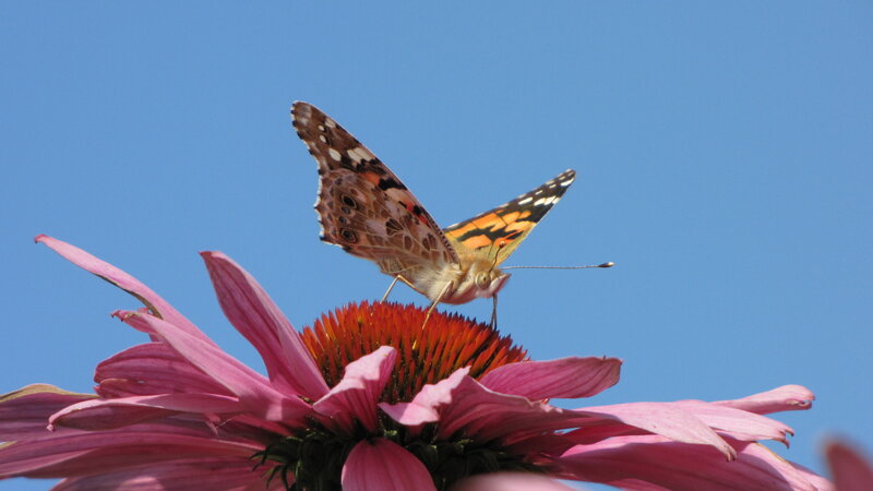 Butterfly on Coneflower — Pink