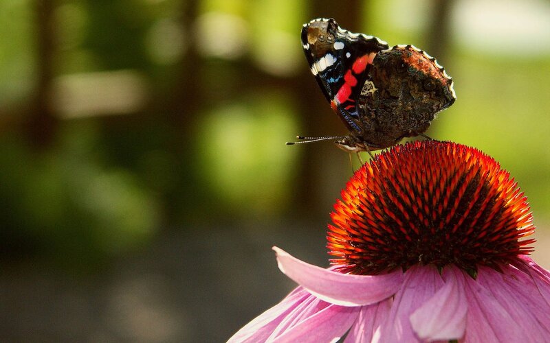 Butterfly on Coneflower — Purple, Calm