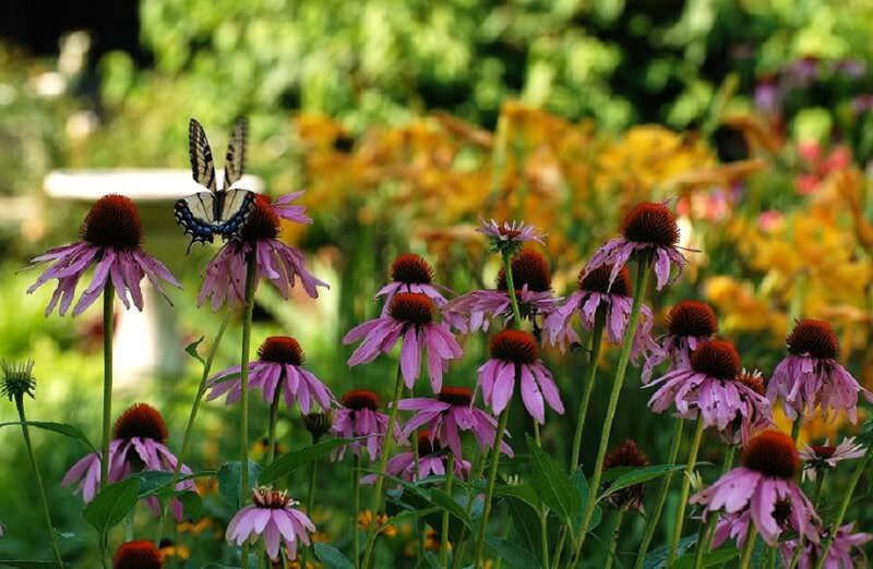 Butterfly on Coneflower — Purple, Serene