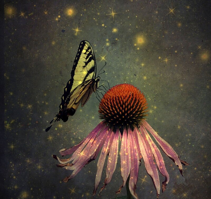 Butterfly on Coneflower — Purple