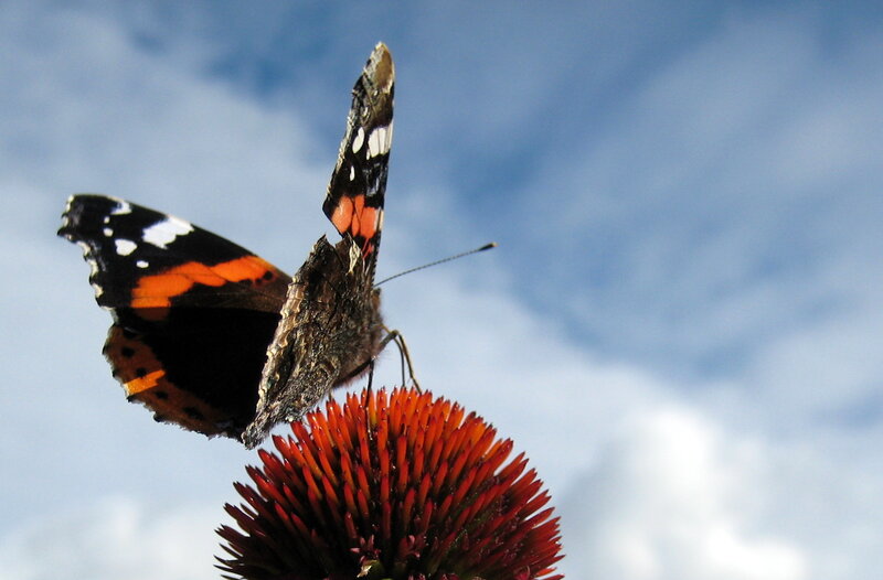 Butterfly on Coneflower — Red