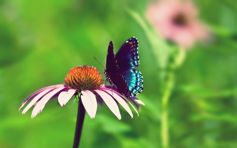 butterfly on coneflower