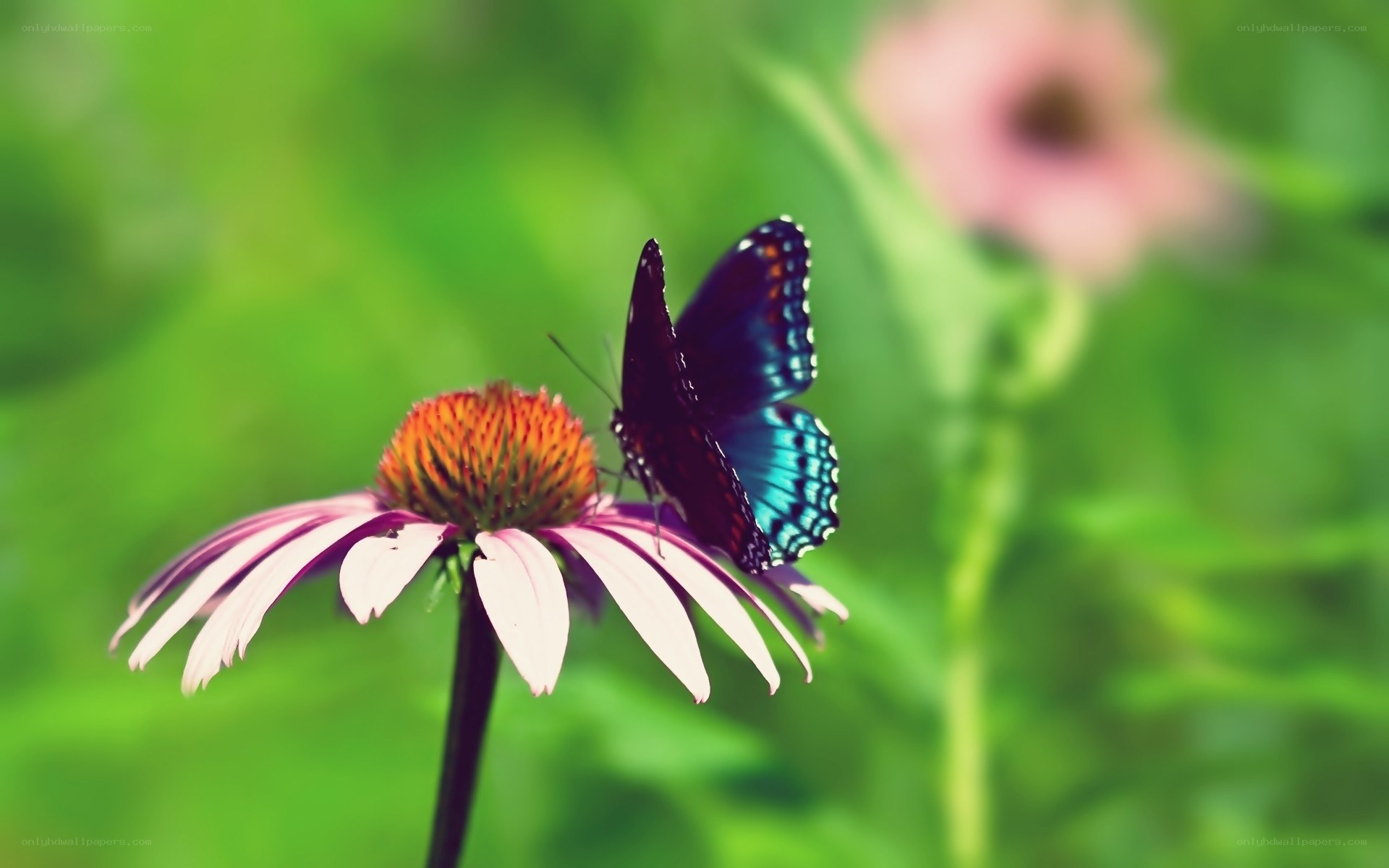 butterfly on coneflower