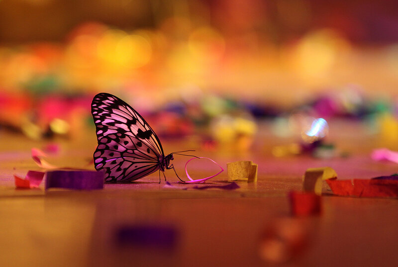 Butterfly on Confetti