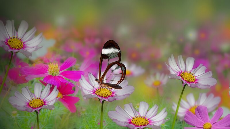 Butterfly on Cosmos Flower