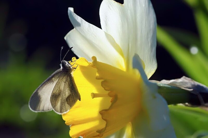 Butterfly on Daffodil