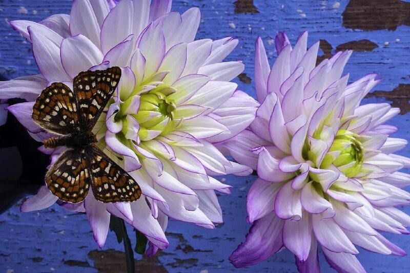 Butterfly on Dahlia Flower