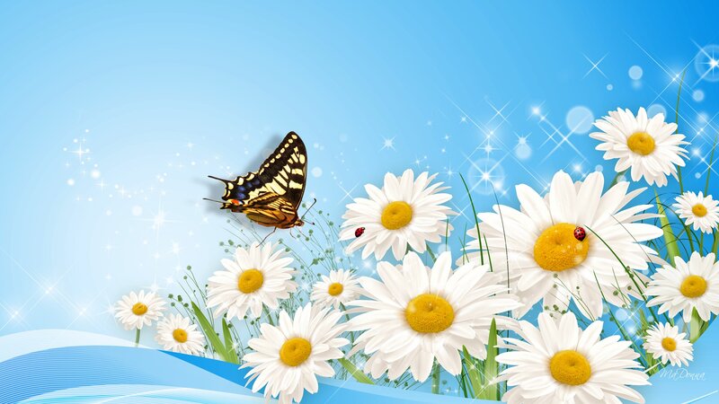 Butterfly on Daisies — Blue