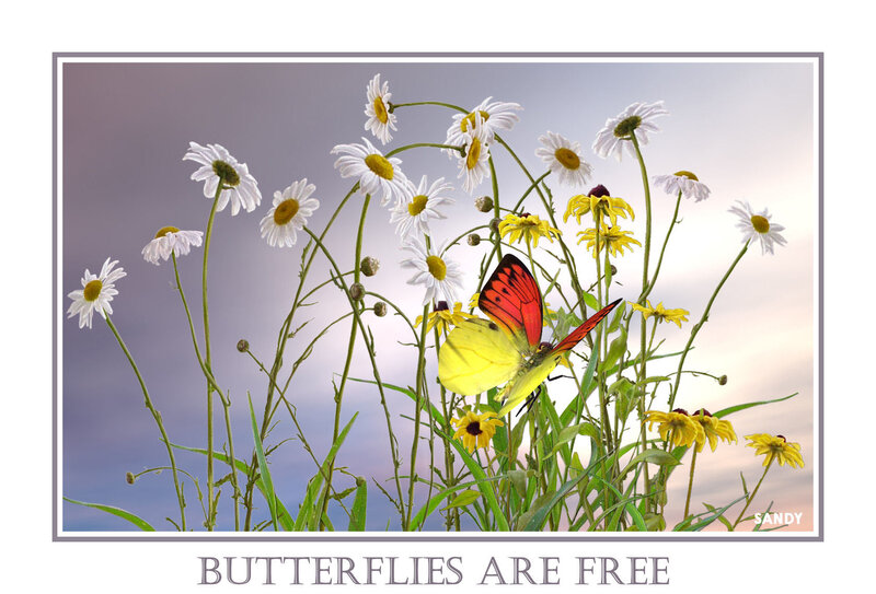 Butterfly on Daisies — White, Serene, Sunset
