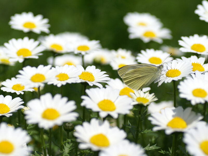 Butterfly on Daisies — White, Serene