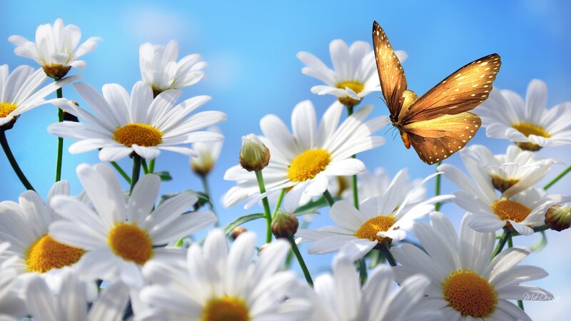 Butterfly on Daisies — White