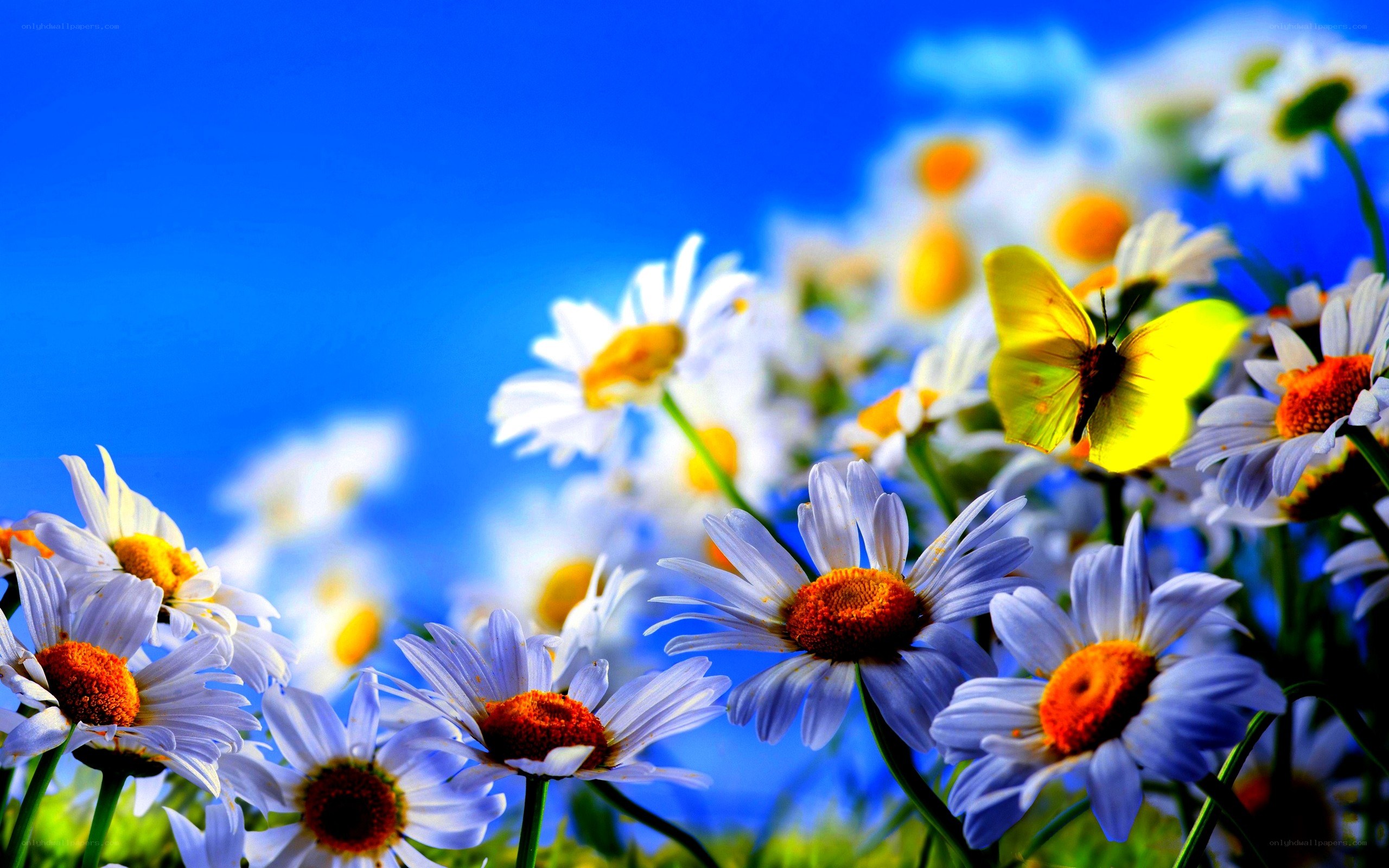 Butterfly on daisies