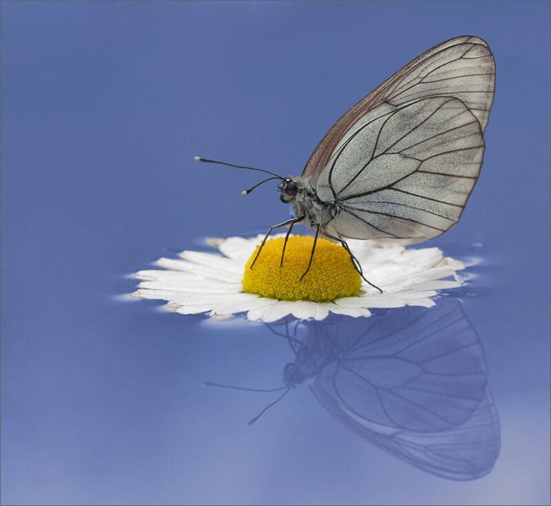 Butterfly on Daisy — Blue