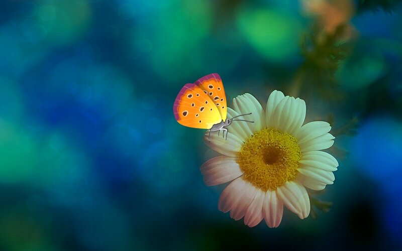 Butterfly on Daisy Flower — Blue