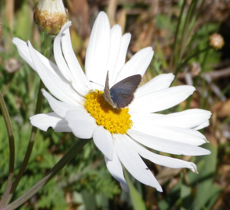 Butterfly on Daisy Flower