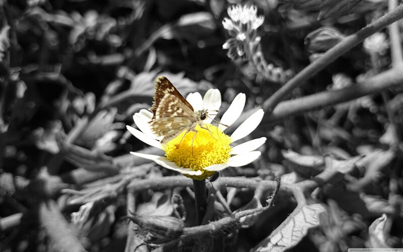 Butterfly on Daisy Flower — White