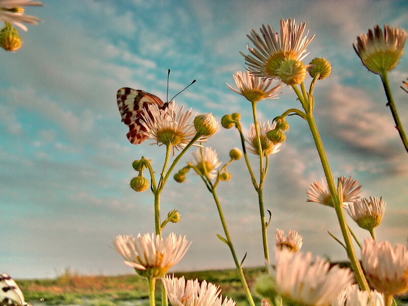 Butterfly on Daisy Flowers