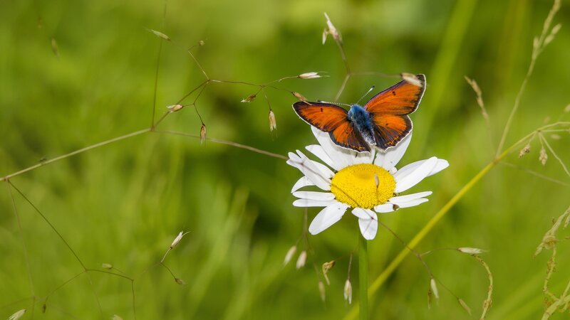 Butterfly on Daisy — Green