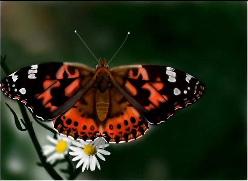 Butterfly on Daisy — Orange