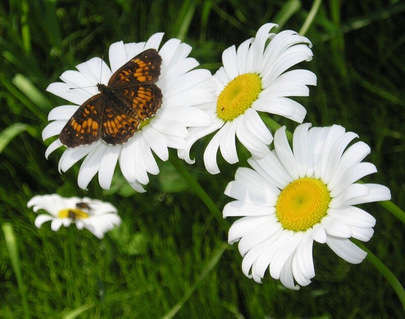 Butterfly on Daisy
