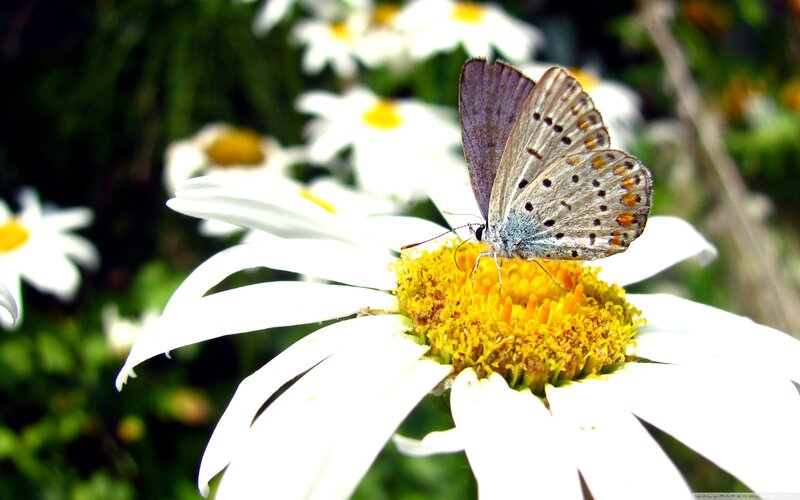 Butterfly on Daisy — White, Calm, Afternoon, Photograph, Flower, Insect