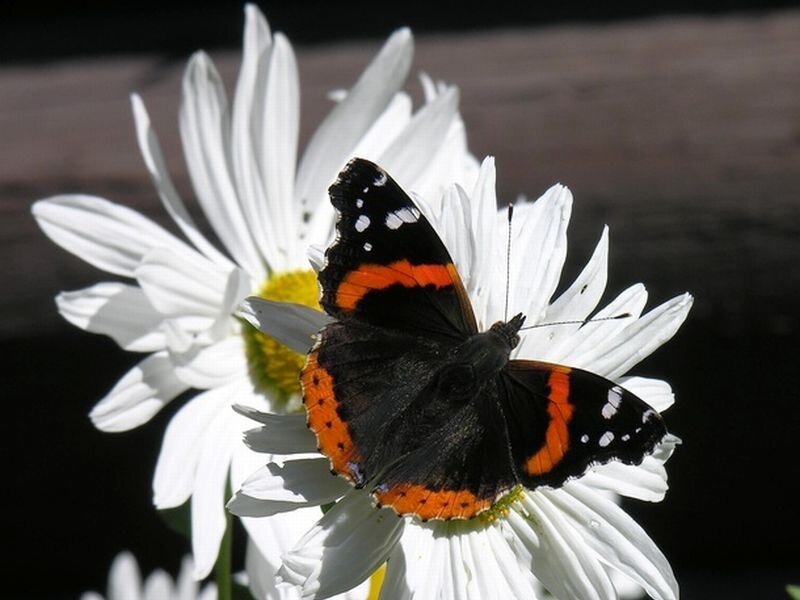 Butterfly on Daisy — White, Calm, Afternoon, Photograph