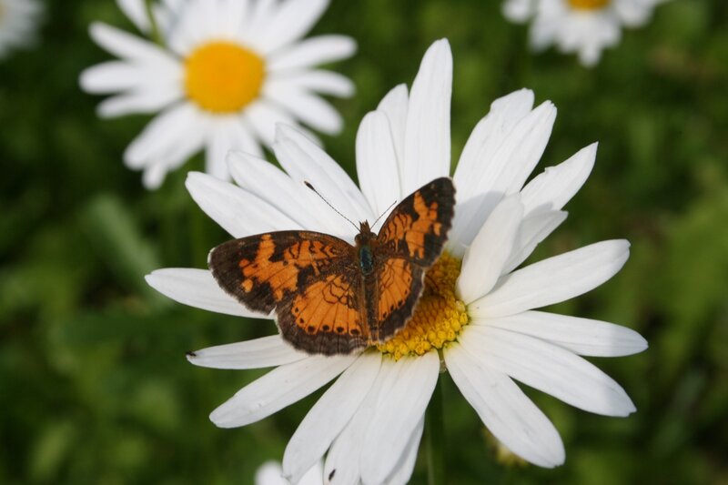 Butterfly on Daisy — White, Calm, Afternoon